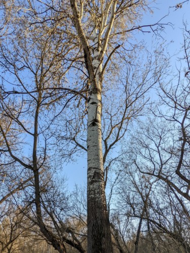 Березы