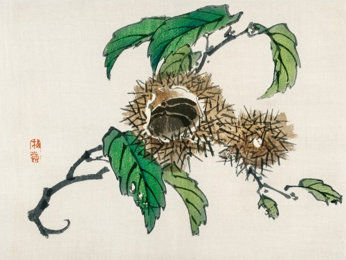 Chestnut
