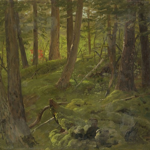 Forest in Jamaica