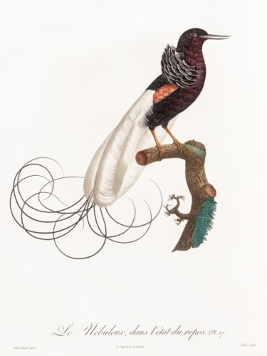 Des Oiseaux de Paradis