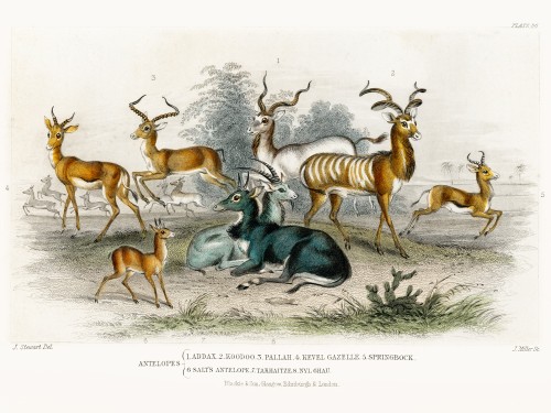 Goldsmith's Animated Nature