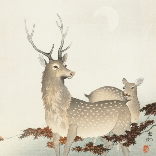 Couple of deers