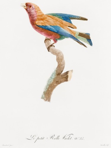 Des Oiseaux de Paradis