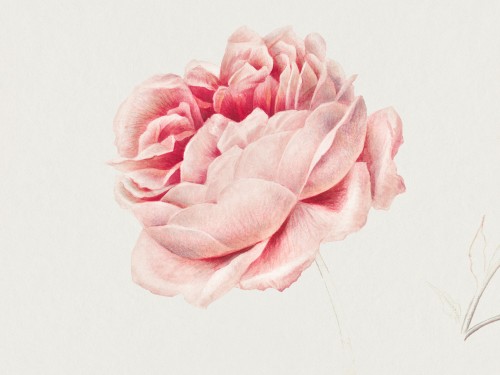 Red Rose