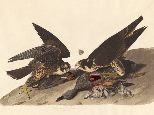 Great Footed Hawk
