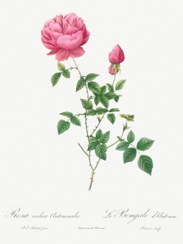 Autumn China Rose