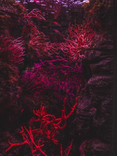 Постер (плакат) Кораллы, артикул 171534