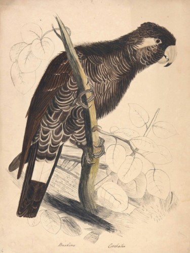 Baudins Cockatoo
