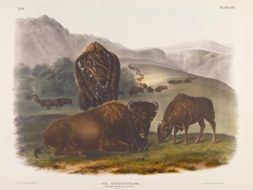 American Bison or Buffalo