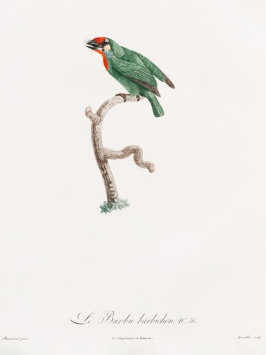 Des Oiseaux de Paradis