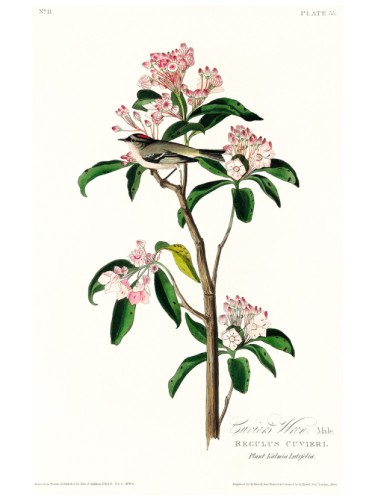 Cuvier's Kinglet