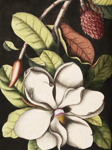 Laurel Tree