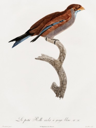 Des Oiseaux de Paradis