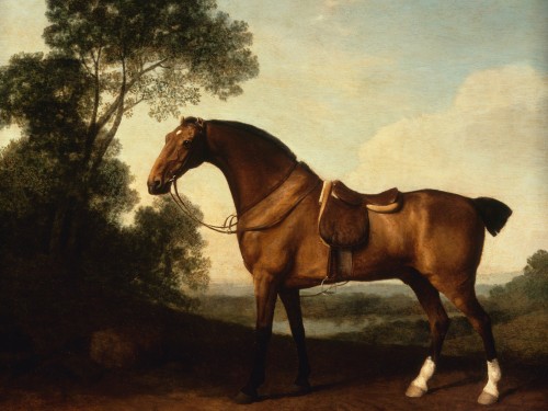 A Saddled Bay Hunter