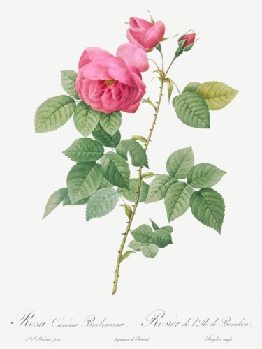 Bourbon Rose
