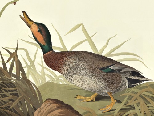Bemaculated Duck, ​Anas Glocitans