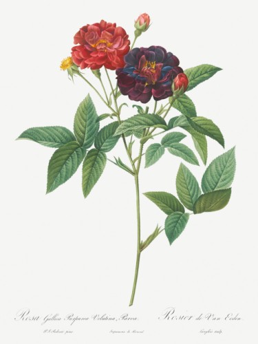 Rose of Van Eeden