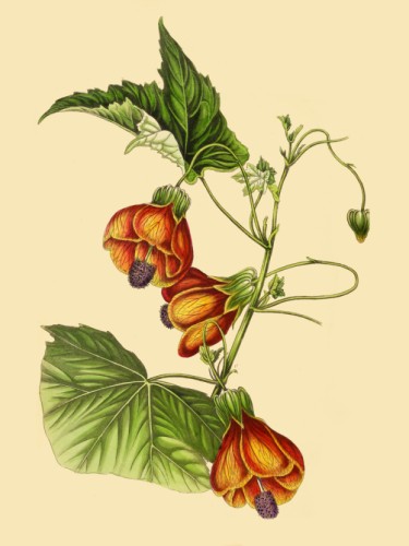 Abutilon Striatum