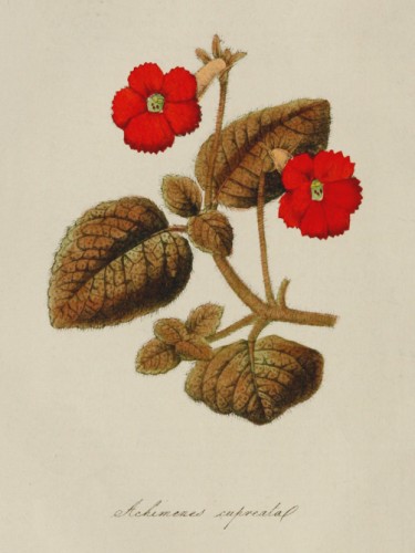 Achimenes Cupreata