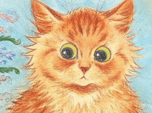 A curious cat