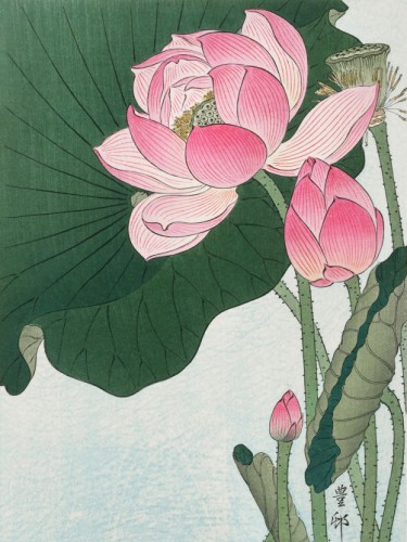 Blooming lotus flowers