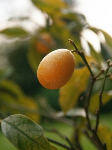 Кумкват