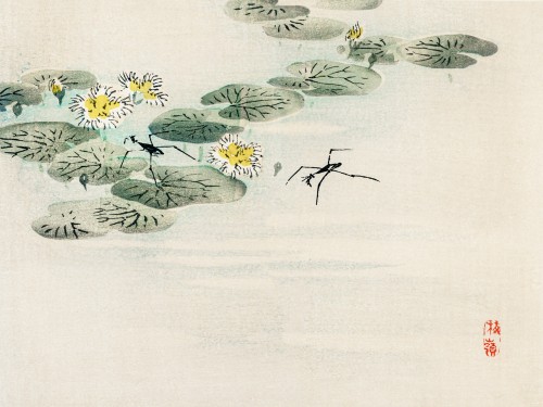 Water striders in a lotus pond