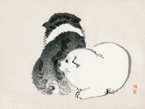 Black and white puppies