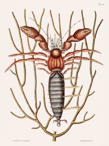 Sea Hermit Crab
