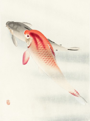Two carp