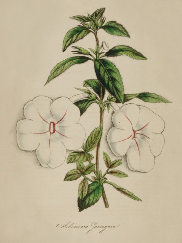 Achimenes Jaureguia