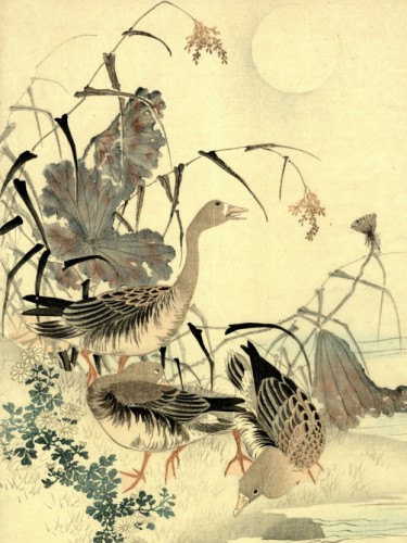 Geese