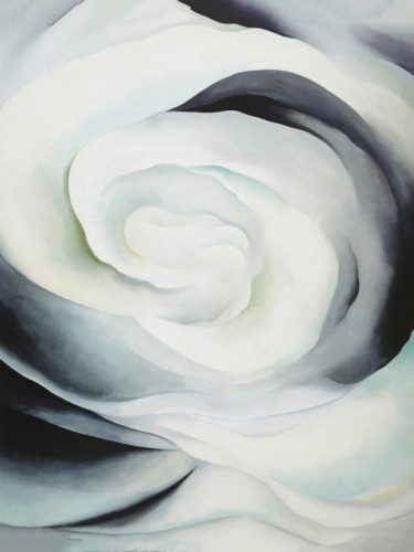 Abstraction White Rose