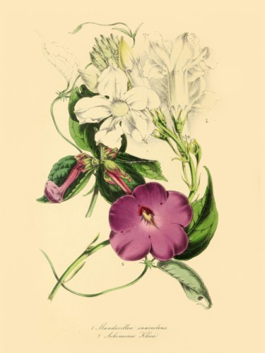 Achimenes Kleei