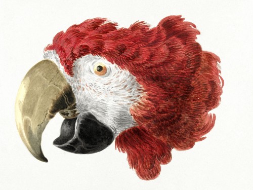Cockatoo Head Macaw