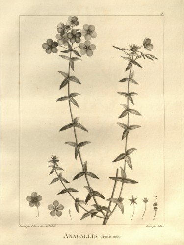 Anagallis