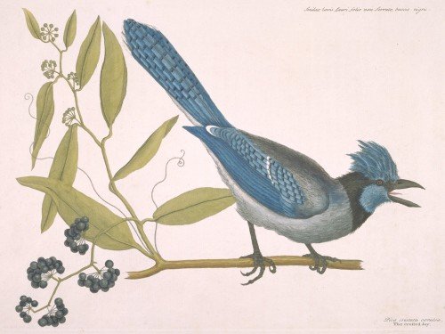 The Crested Jay