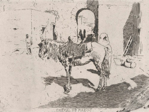 A Moroccan horse standing