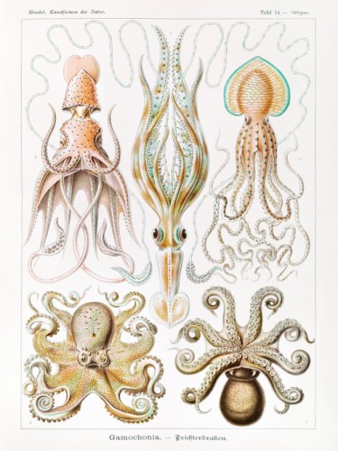Gamochonia. Trichterkraken