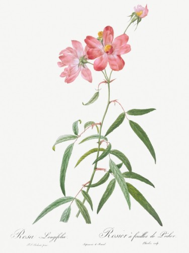 Peach Leafed Rose