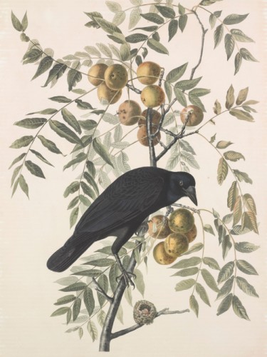 American Crow. Corvus americanus