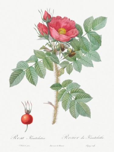 Kamtschatka Rose