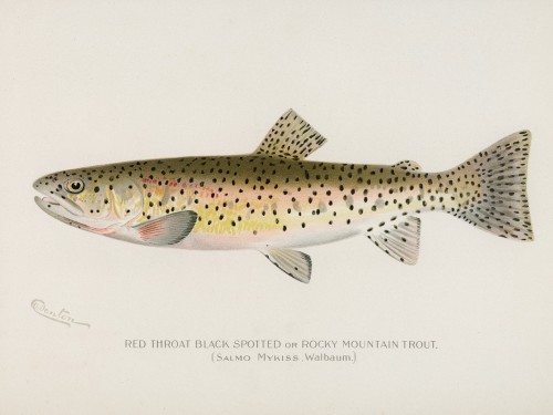 Fish Illustrations