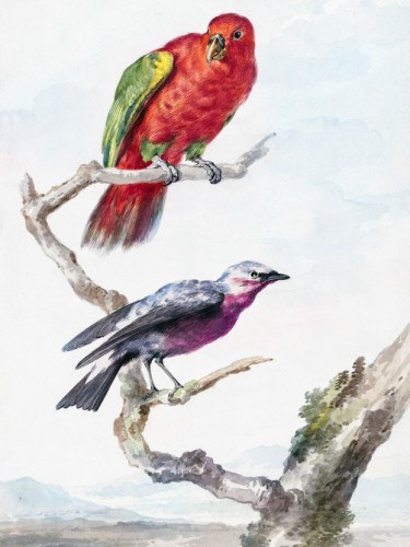 Two birds, including a red-green parrot