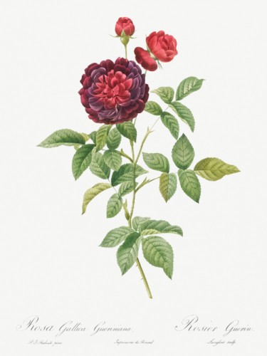 Guerin's Rose