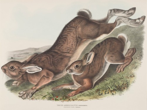 Lepus americanus. Erxlebein. Northern Hare. Summer