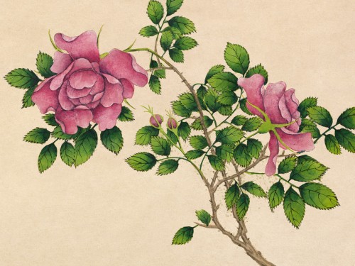 Rose