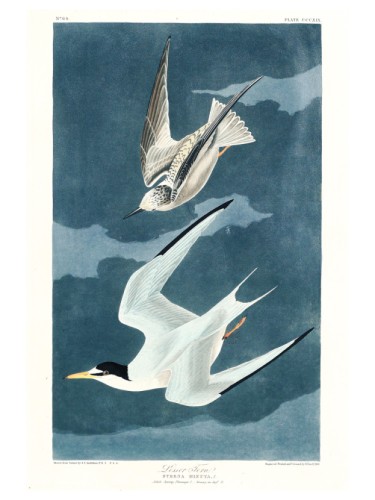 Lesser Tern