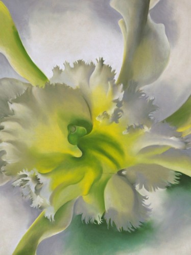 An Orchid