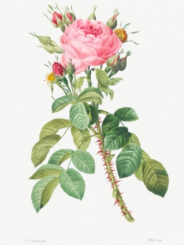 Rosa bifera macrocarpa also